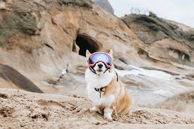 Here Is What You Should Do For Your DOGS, TRASH, AND ADVENTURE